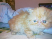 Персидский экстримал 2 мес.