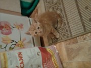 Шотландскик скоттиш - страйт