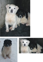 Щеночки в дар