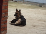 пропала немецкая овчарка, сука, 1 год