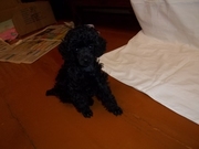 продам щенка карликового (миниатюрного ) пуделя