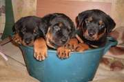 продаются щенки ротвейлера
