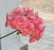 пеларгонии, фикусы, лимон