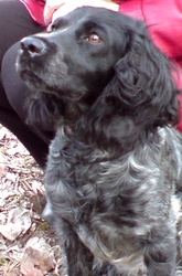 Щенки. Русского спаниеля. Друг, охотник, сторож.