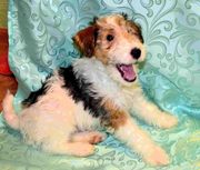 Щенок фокстерьера жесткошерстного, трехцветного (мальчик)