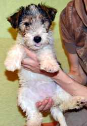 Щенок фокстерьера (девочка), город Омск