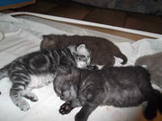 Продаю британских кошек короткошерстных