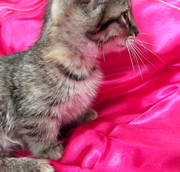 Красивые котята манчкина!