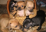 Продаются Щенки Той-терьера возраст 1, 5 мес