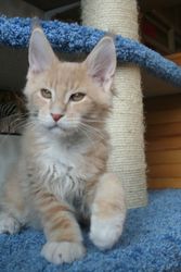 Крупные мейн-куны в ярком породном типе