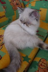 Экзотики и Шотландка