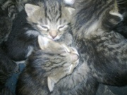 Отдам пушистых озорников в заботливые руки