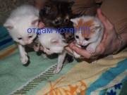 котята и кошка