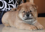 Милые щенки чау-чау