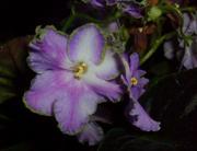 Продам сортовые фуксии и фиалки