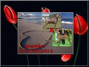 Веймарская легавая щенки....