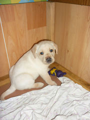 Продам щенков лабрадора-ретривера палевого окраса 1 месяц все девочки!