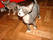 Срочно продам котят канадского сфинкса