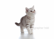 Британская малышка