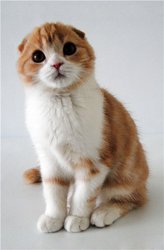 Настоящие Шотландские вислоухие котята