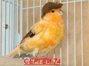 Продам кенара и канареек