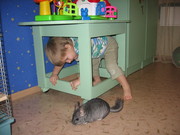 продам шиншиллу мальчика