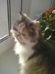 отдам даром