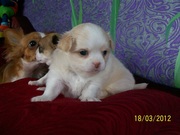 Продаю щенков чихуахуа