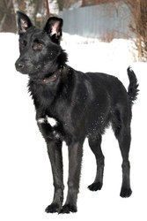 Добрая, умная, способная Чара в добрые руки!