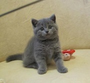 британские короткошерстные