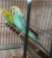 пара волнистых попугаев