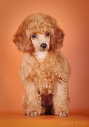 Пудель карликовый, девочка абрикосового окраса