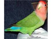 Продам попугая неразлучника
