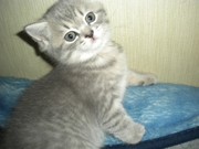 Британская плюшевая кошечка