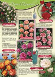 Семена, саженцы цветов и растений почтой www.interfloraxxi.ru