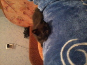 котята в дар