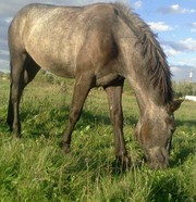 Продам молодую кобылу, возможен обмен