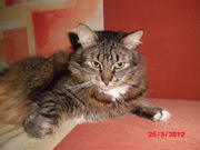 кот кастрированный