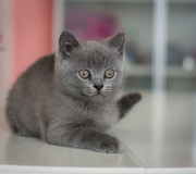 Чистокровные британские котята шоу- класса