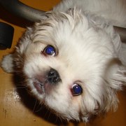 продается щенок пекинеса, девочка!!!