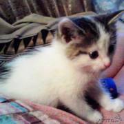 Котенок  в добрые руки