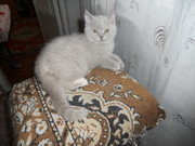 Продам Британских кошечек