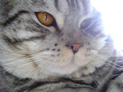 кота для вязки