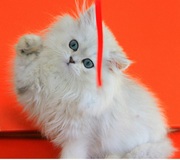 Персидский котик окраса шиншилла