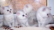 Британские котята для разведения