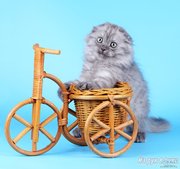 Котик хайленд фолд голубого дымного окраса
