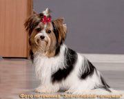 , бивер-йорки