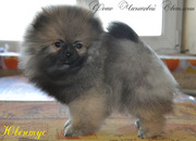 Щенки йоркширского терьера, шпица и бигля.