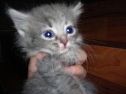 Котята в добрые руки.