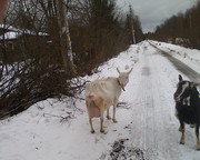 чистокровные зааненские козлики